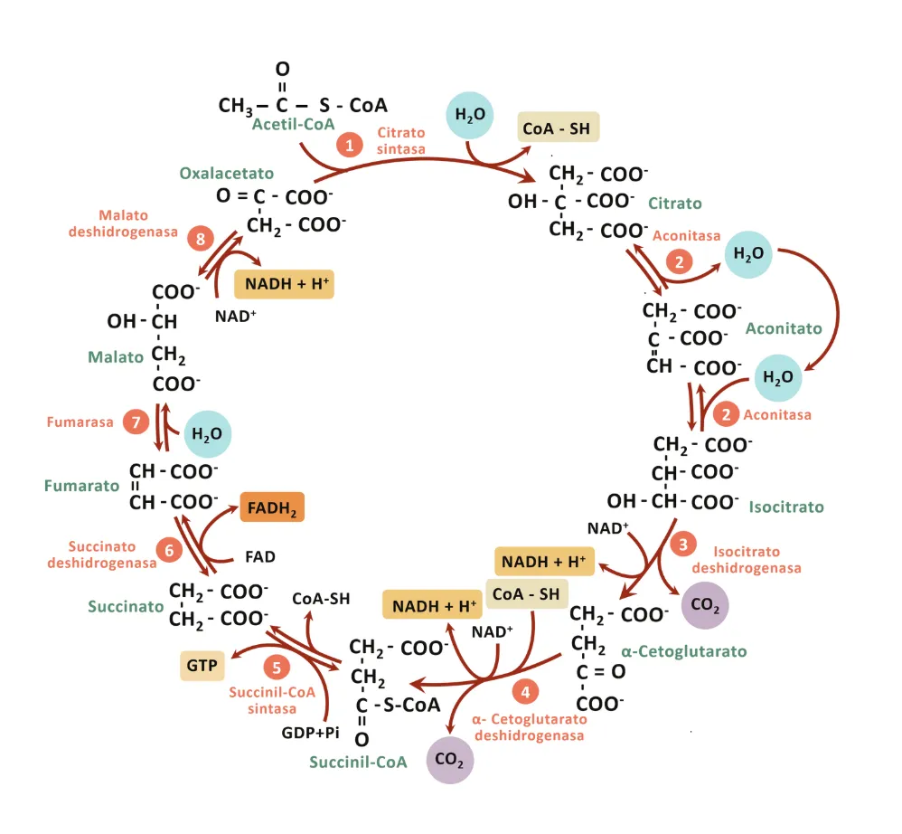 Diagrama Ciclo de Krebs