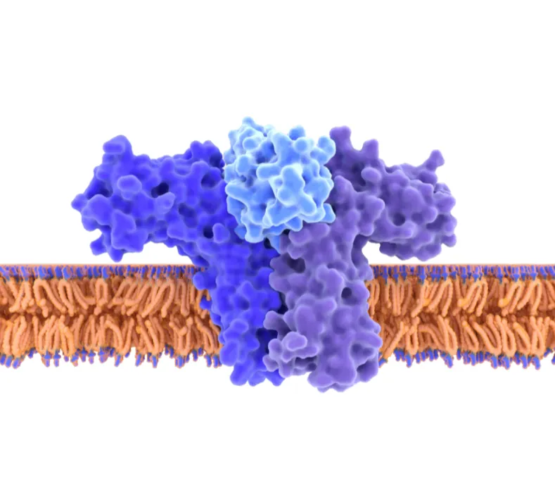 Mapas de señalización celular